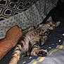 Praline participe au concours pour gagner de l'argent avec cette photo : animal, bed, blanket, cat, cozy, cute, domestic_cat, feline, fur, human_arm, indoor, kitten, patterned_bedding, paw, pet, relaxing, resting, sleep, sleeping, tabby