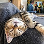 Praline participe au concours pour gagner de l'argent avec cette photo : animal, blanket, cat, closeup, cozy, cute, feline, fur, home, indoor, kitten, nap, pet, relaxed, resting, sleeping, soft, tabby, upside_down, whiskers