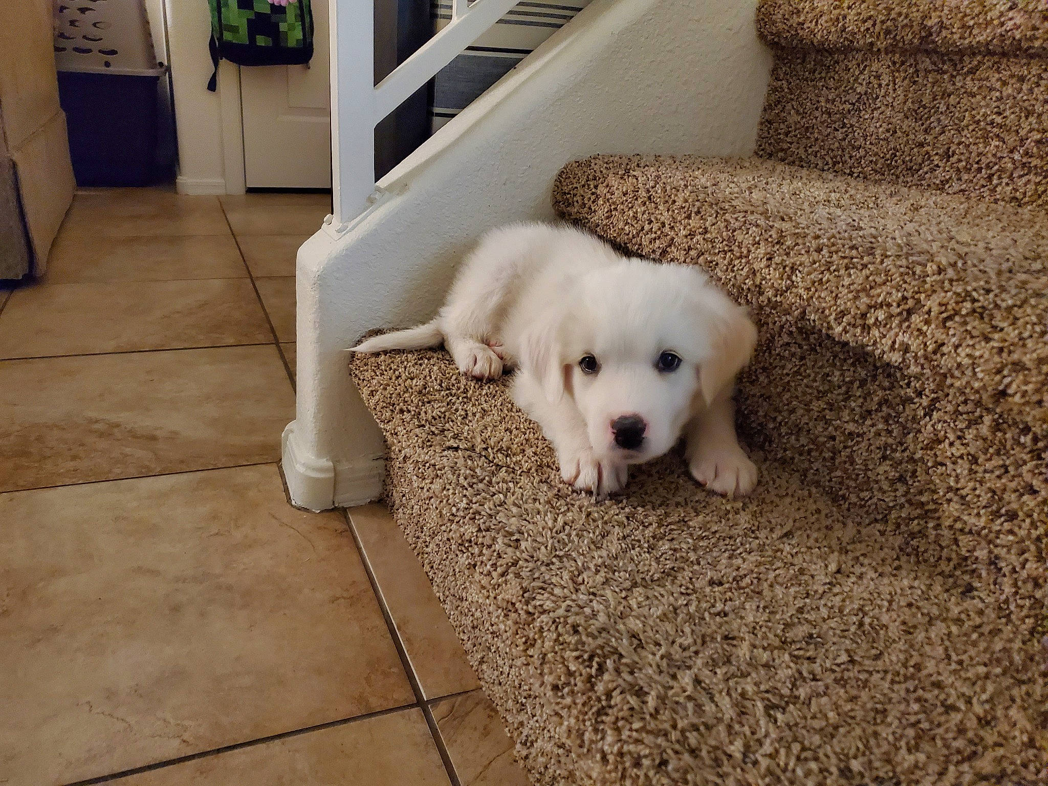 Moops is registered to the contest to win money with this photo: akbash_dog, canidae, carnivore, companion_dog, dog, dog_breed, floor, flooring, great_pyrenees, kuvasz, labrador_retriever, livestock_guardian_dog, mammal, maremma_sheepdog, polish_tatra_sheepdog, puppy, retriever, slovak_cuvac, sporting_group, vertebrate