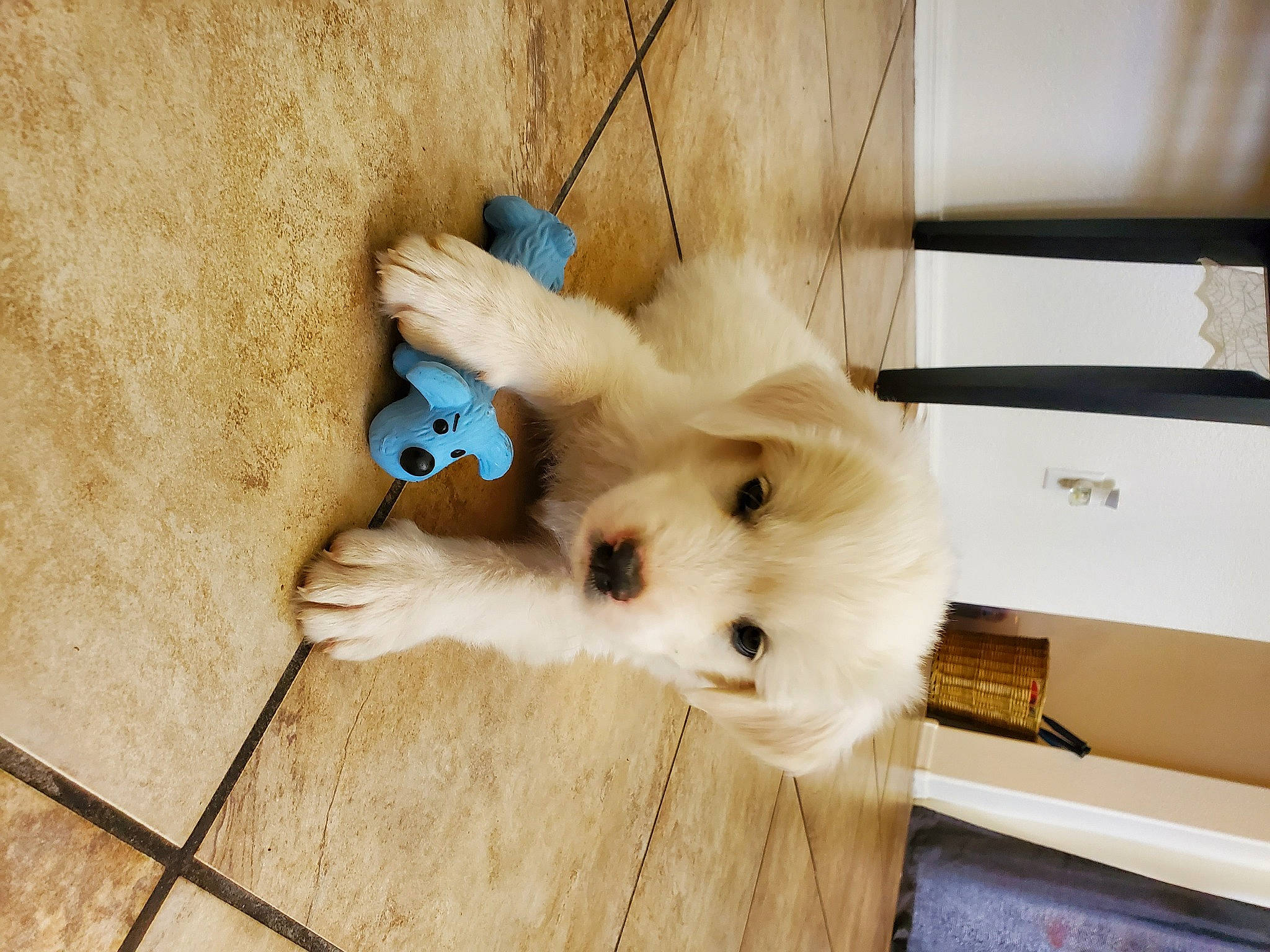 Moops is registered to the contest to win money with this photo: canidae, carnivore, companion_dog, dog, dog_breed, fawn, japanese_spitz, maltese, mammal, non_sporting_group, pomeranian, puppy, samoyed, spitz, sporting_group, toy_dog, volpino_italiano