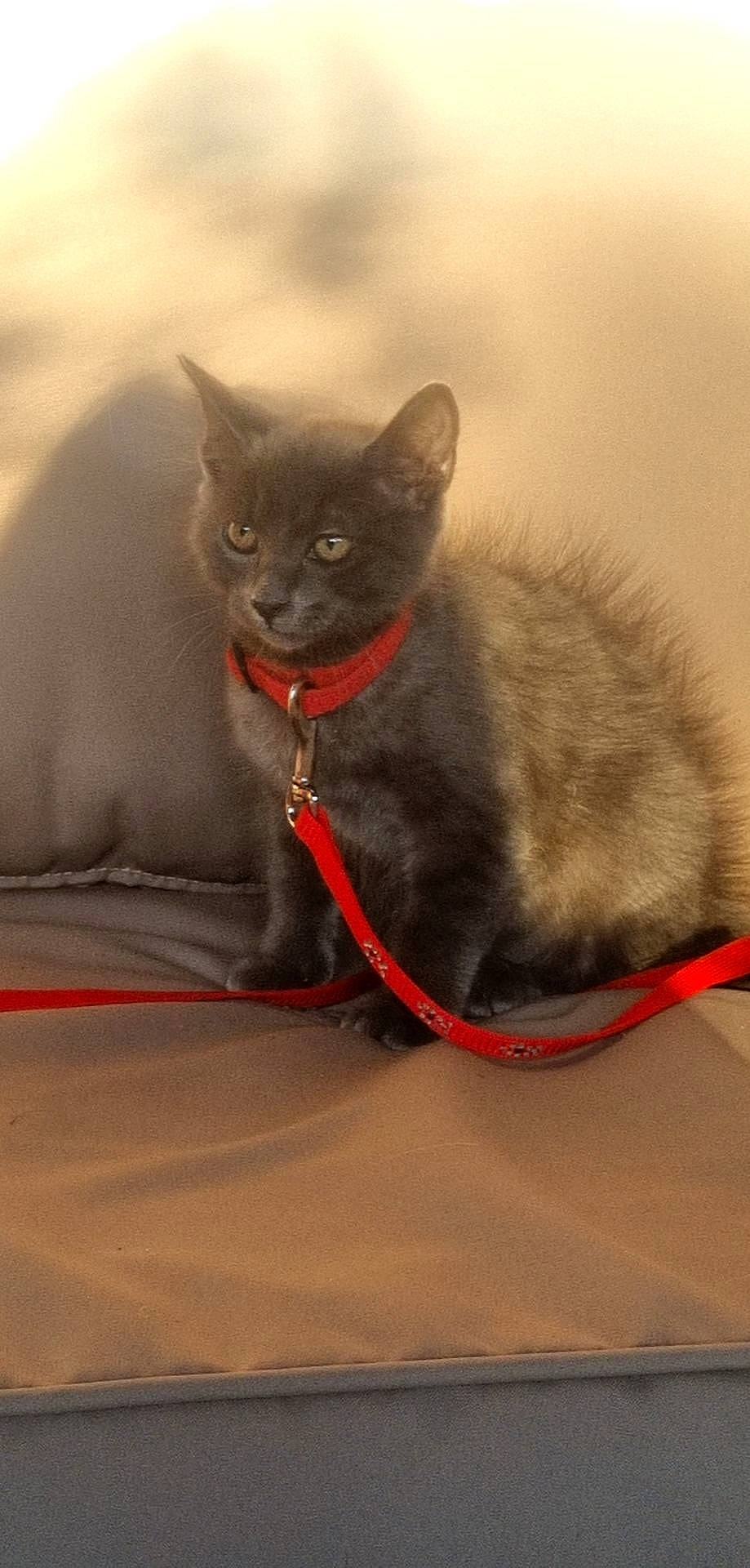 Tokyo a rejoint le concours — aidez-le/la à gagner de superbes lots ! black_cat, bombay, carnivore, cat, collar, comfort, domestic_short_haired_cat, felidae, fur, grey, russian_blue, sitting, small_to_medium_sized_cats, snout, tail, terrestrial_animal, whiskers, window