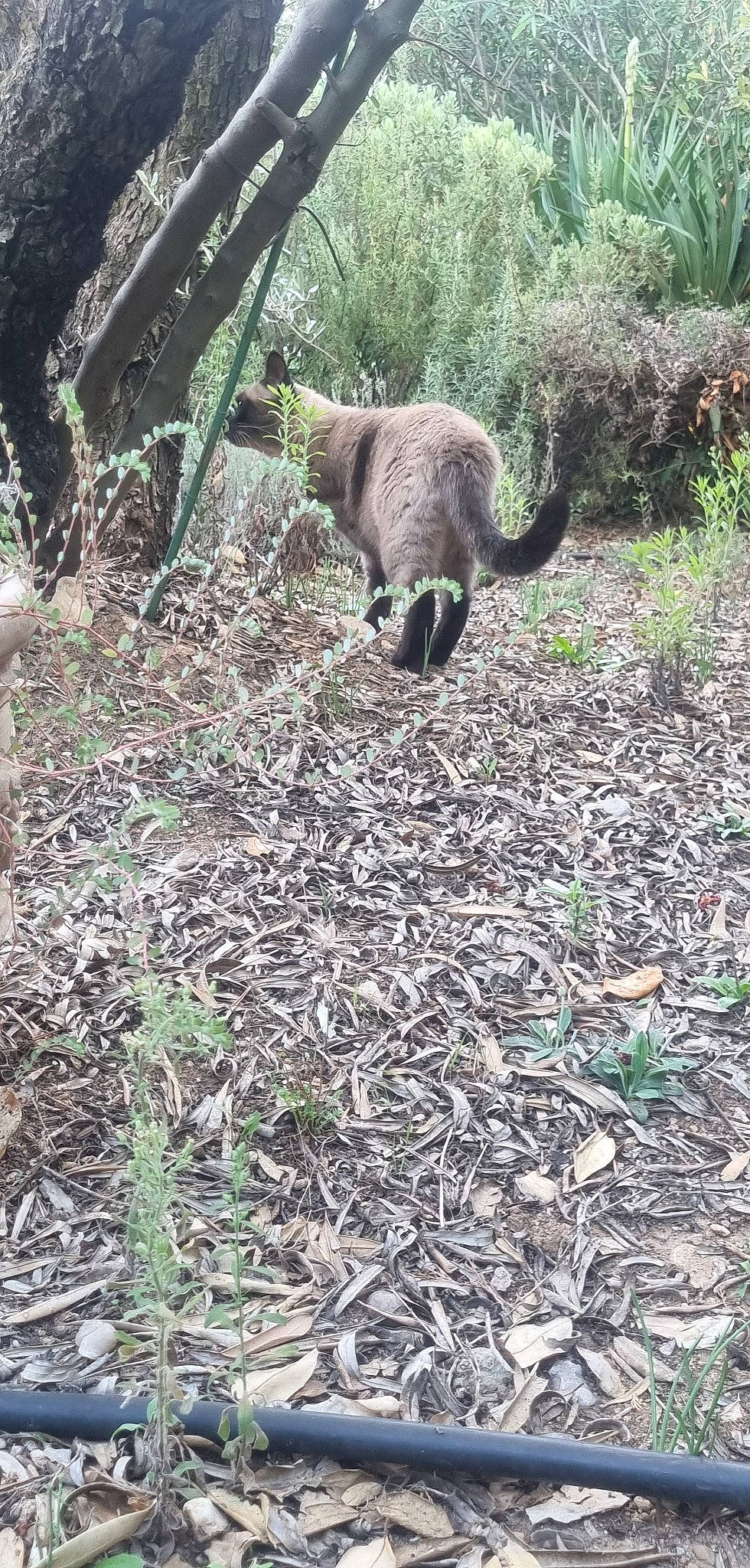 Néo participe au concours pour gagner de l'argent avec cette photo : canidae, carnivore, cat, coatimundi, felidae, forest, fur, grass, groundcover, jungle, lemur, marsupial, plant, procyonidae, small_to_medium_sized_cats, soil, tail, terrestrial_animal, tree, trunk