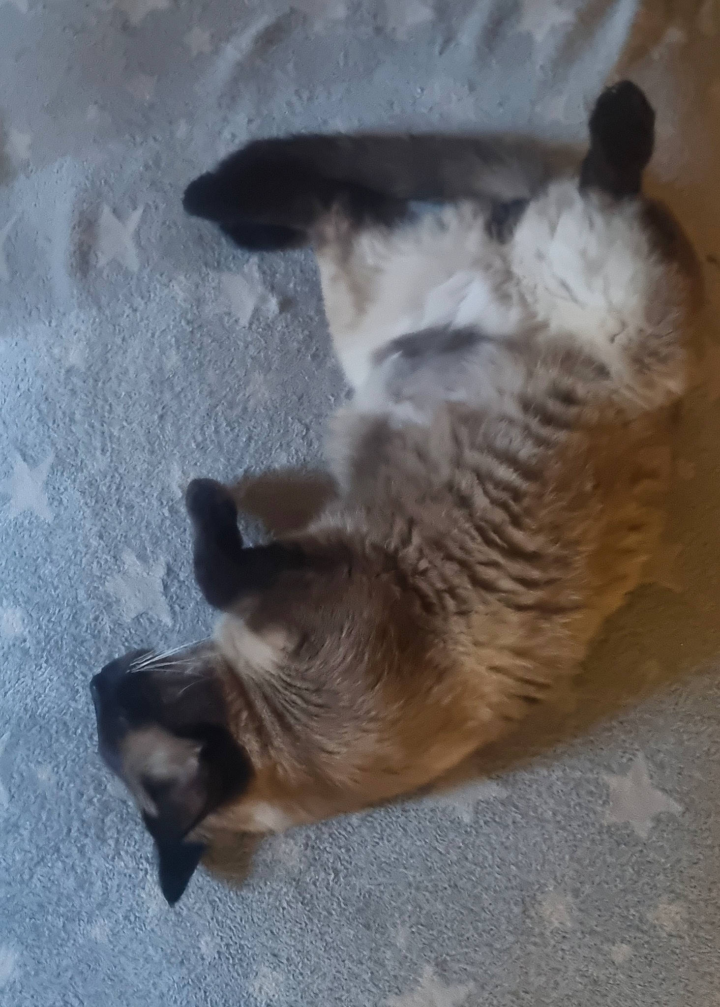 Néo participe au concours pour gagner de l'argent avec cette photo : canidae, carnivore, cat, claw, dog_breed, domestic_short_haired_cat, fawn, felidae, fur, paw, shadow, siamese, small_to_medium_sized_cats, sporting_group, tail, terrestrial_animal, whiskers, wildlife