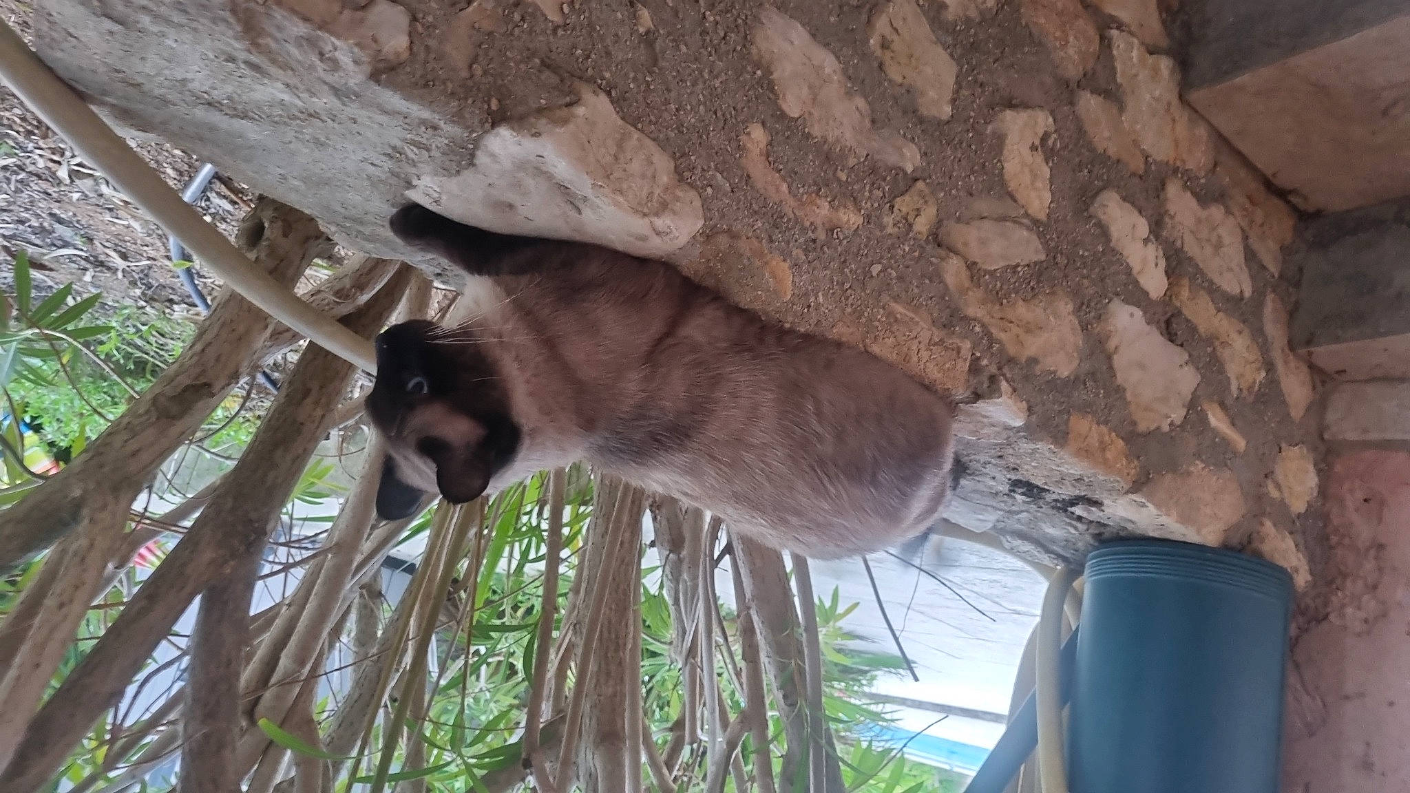 Néo participe au concours pour gagner de l'argent avec cette photo : fawn, felidae, fur, marsupial, plant, tail, terrestrial_animal, wildlife, wood