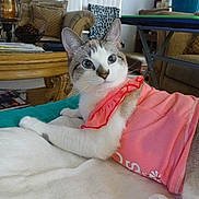 Sade is registered to the contest to win money with this photo: animal, blanket, cat, cozy, cushion, cute, domestic, ears, fur, furniture, household, indoor, living_room, pet, pink_dress, plant, relaxed, resting, table, whiskers