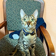 Maryjane joined the competition — help win amazing prizes! cat, bengal_cat, green_eyes, collar, bell, chair, patterned_chair, wooden_armrest, indoor, pet, feline, sitting, curious, domestic_animal, close_up, fur, whiskers, ears, tail, orange_wall