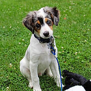 Knox is registered to the contest to win money with this photo: animal, collar, cute, dog, ears, face, fur, grass, greenery, leash, nature, outdoor, pet, pet_accessory, playing, plush_toy, puppy, sitting, toy, young_dog