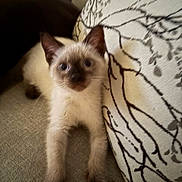 Milo joined the competition — help win amazing prizes! kitten, cat, siamese, pet, animal, cute, feline, indoor, couch, cushion, stretching, whiskers, ears, paws, young, mammal, domestic, cozy, curious, fur