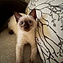 kitten, cat, siamese, pet, animal, cute, feline, indoor, couch, cushion, stretching, whiskers, ears, paws, young, mammal, domestic, cozy, curious, fur