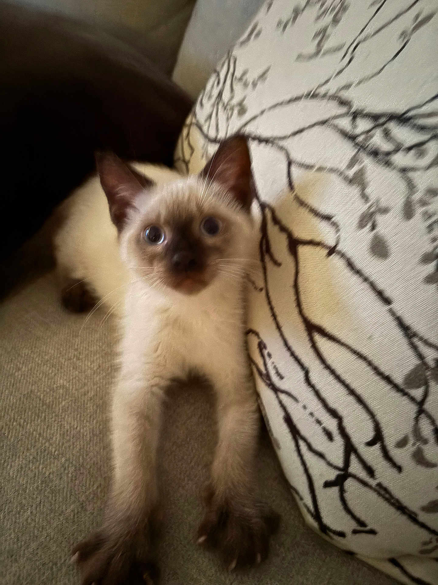 Milo