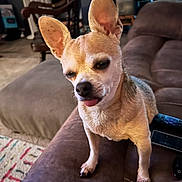Daisy joined the competition — help win amazing prizes! dog, chihuahua, small_dog, tan_dog, pet, tongue_out, ears, couch, living_room, carpet, furniture, remote_control, indoor, cute, animal, canine, companion, domestic, standing, expression