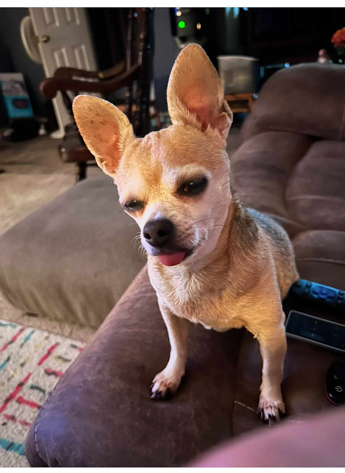 Daisy joined the competition — help win amazing prizes! dog, chihuahua, small_dog, tan_dog, pet, tongue_out, ears, couch, living_room, carpet, furniture, remote_control, indoor, cute, animal, canine, companion, domestic, standing, expression