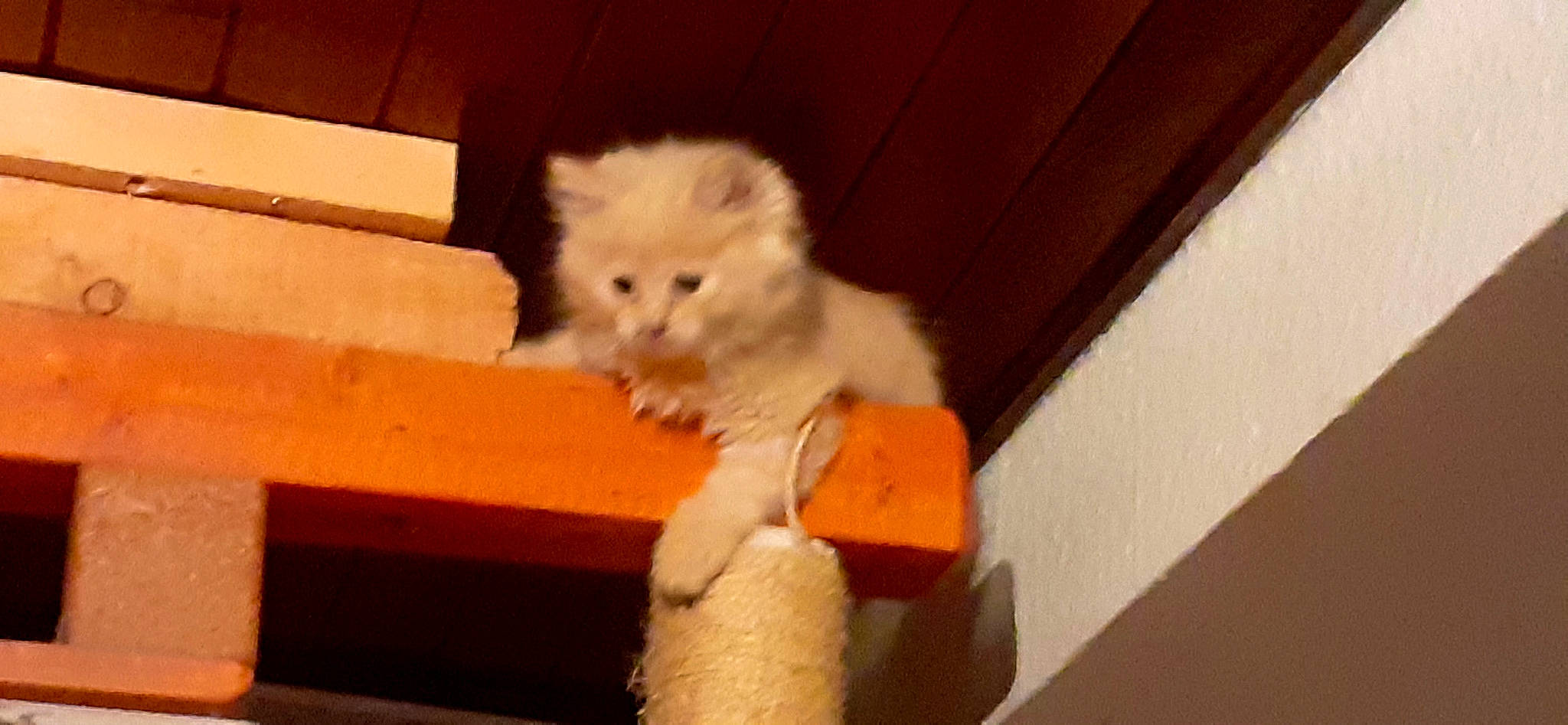 Rebelle a rejoint le concours — aidez-le/la à gagner de superbes lots ! british_longhair, carnivore, cat, fawn, felidae, kitten, mammal, norwegian_forest_cat, persian, pomeranian, ragdoll, small_to_medium_sized_cats, tail, turkish_angora, turkish_van, whiskers