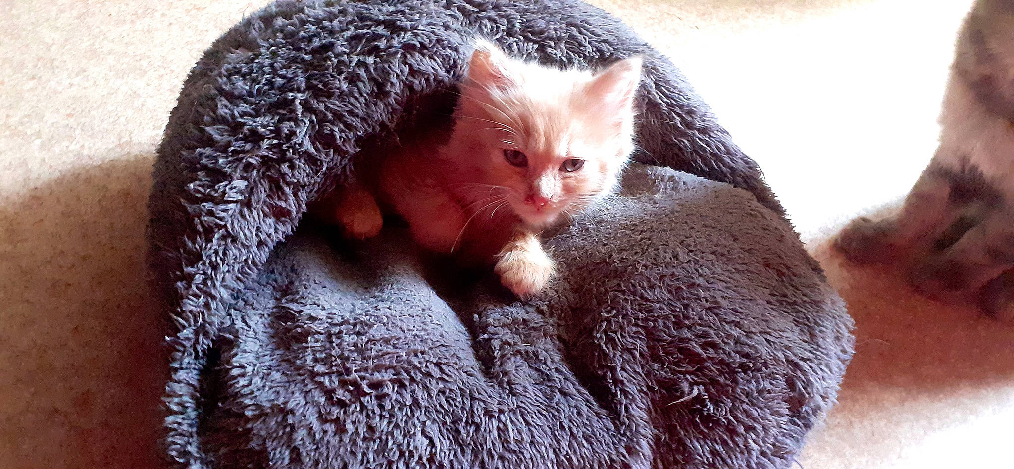 Rebelle a rejoint le concours — aidez-le/la à gagner de superbes lots ! asian, british_semi_longhair, carnivore, cat, domestic_short_haired_cat, european_shorthair, eye, fawn, felidae, fur, german_rex, kitten, mammal, polydactyl_cat, small_to_medium_sized_cats, snout, vertebrate, whiskers