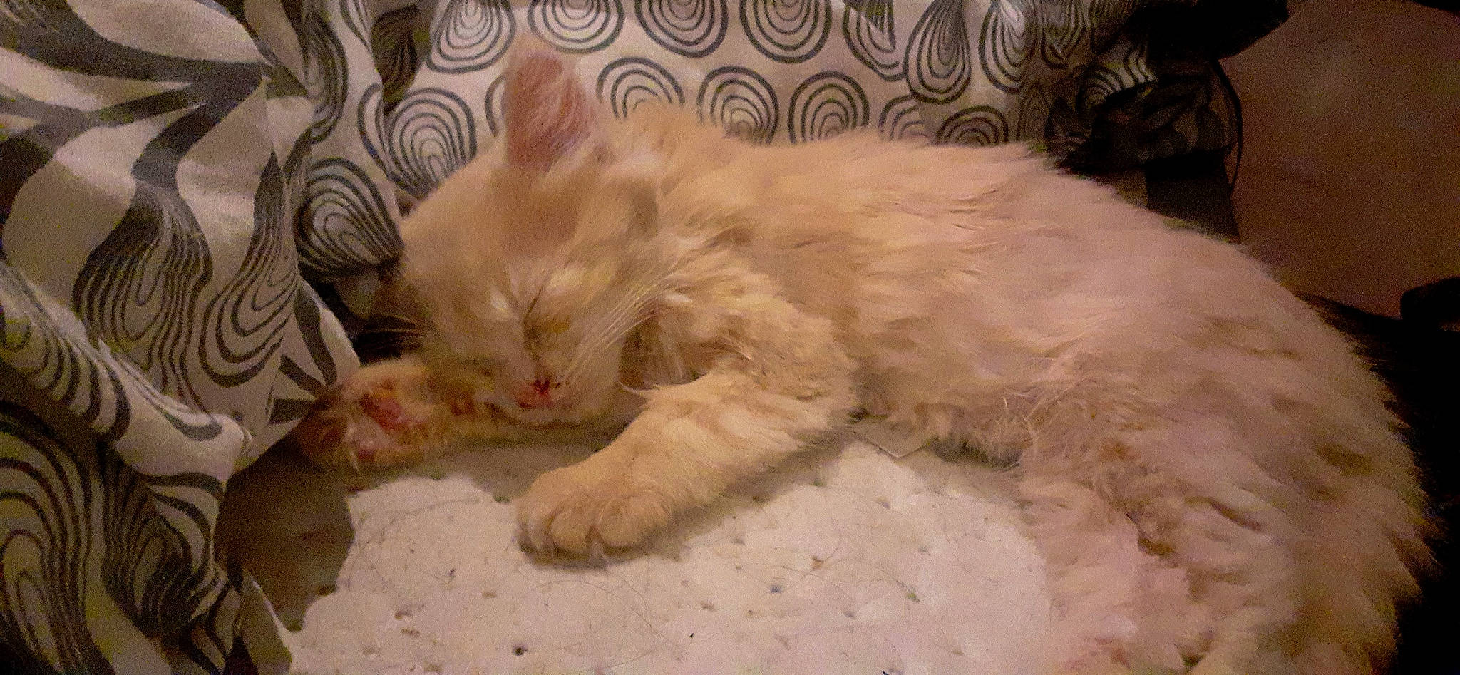 Rebelle participe au concours pour gagner de l'argent avec cette photo : asian, carnivore, cat, domestic_long_haired_cat, eye, felidae, fur, kitten, mammal, nap, norwegian_forest_cat, nose, organism, paw, persian, small_to_medium_sized_cats, snout, turkish_angora, turkish_van, whiskers