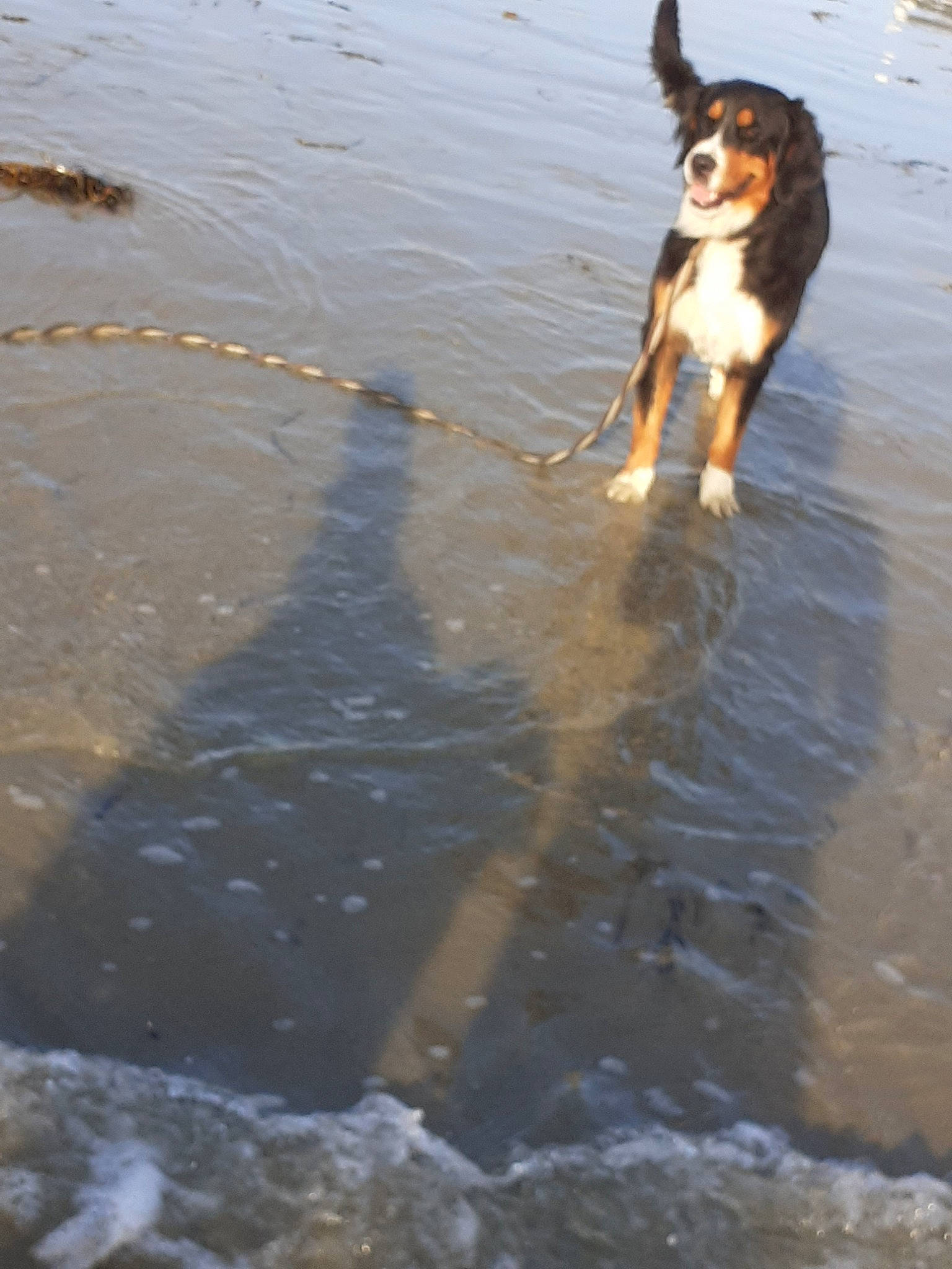 Onaya a rejoint le concours — aidez-le/la à gagner de superbes lots ! canidae, carnivore, dog, dog_breed, english_shepherd, puddle, reflection, sporting_group, tail, water, wave, working_dog
