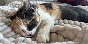 Olive joined the competition — help win amazing prizes! bedroom, blanket, calico, cat, closeup, comfort, cozy, cute, domestic_animal, feline, fur, indoor, nap, paw, pet, relaxation, resting, sleeping, soft, whiskers