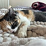 bedroom, blanket, calico, cat, closeup, comfort, cozy, cute, domestic_animal, feline, fur, indoor, nap, paw, pet, relaxation, resting, sleeping, soft, whiskers