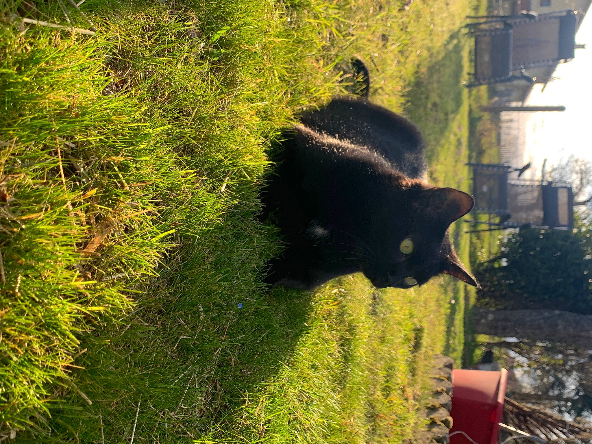 Vador participe au concours pour gagner de l'argent avec cette photo : canidae, carnivore, cat, dog_breed, felidae, fur, grass, grass_family, groundcover, leaf, mammal, plant, shrub, small_to_medium_sized_cats, snout, sporting_group, sunlight, tail, terrestrial_animal, tints_and_shades