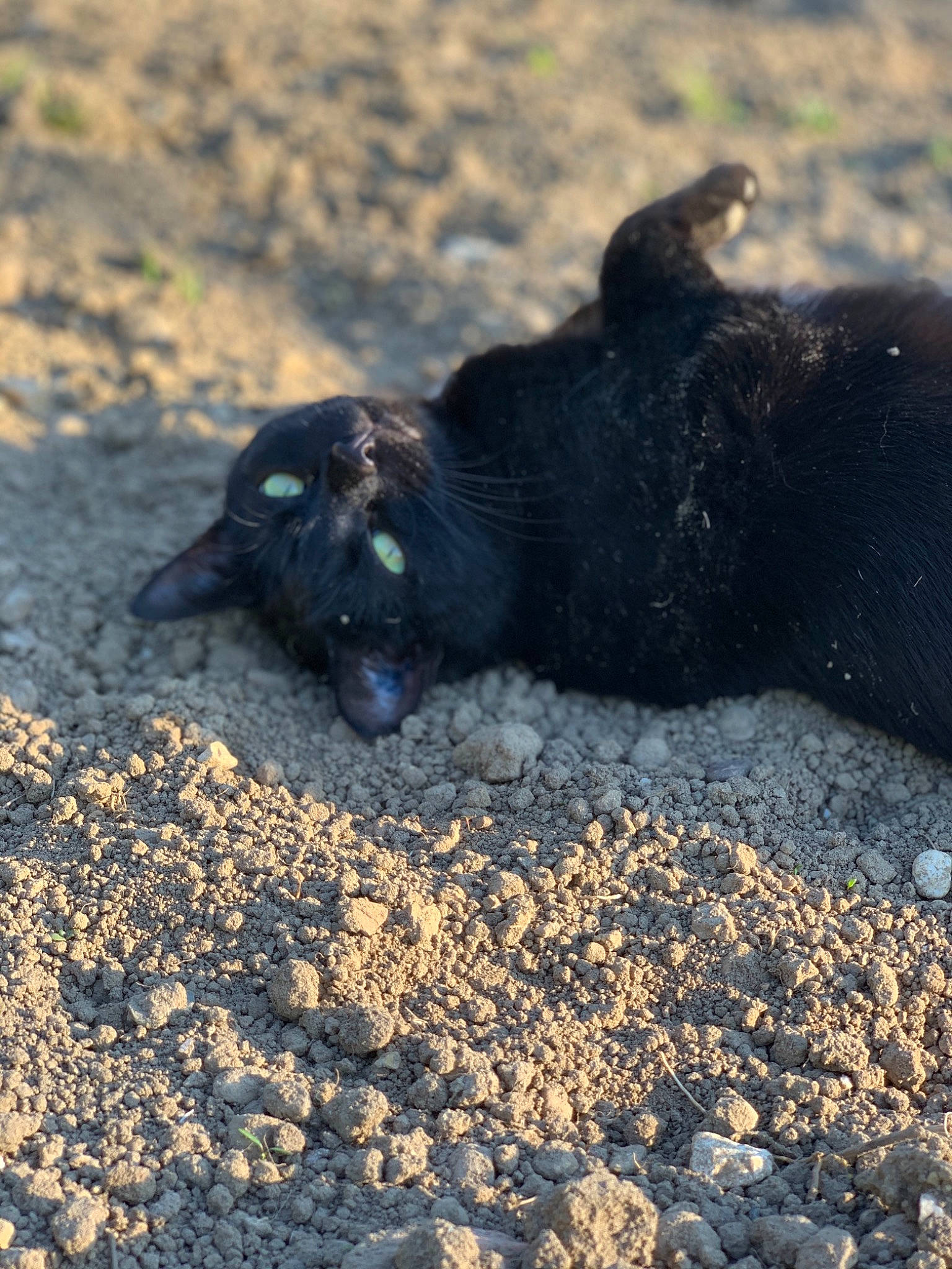 Vador a rejoint le concours — aidez-le/la à gagner de superbes lots ! canidae, fur, sand, snout, soil, sporting_group