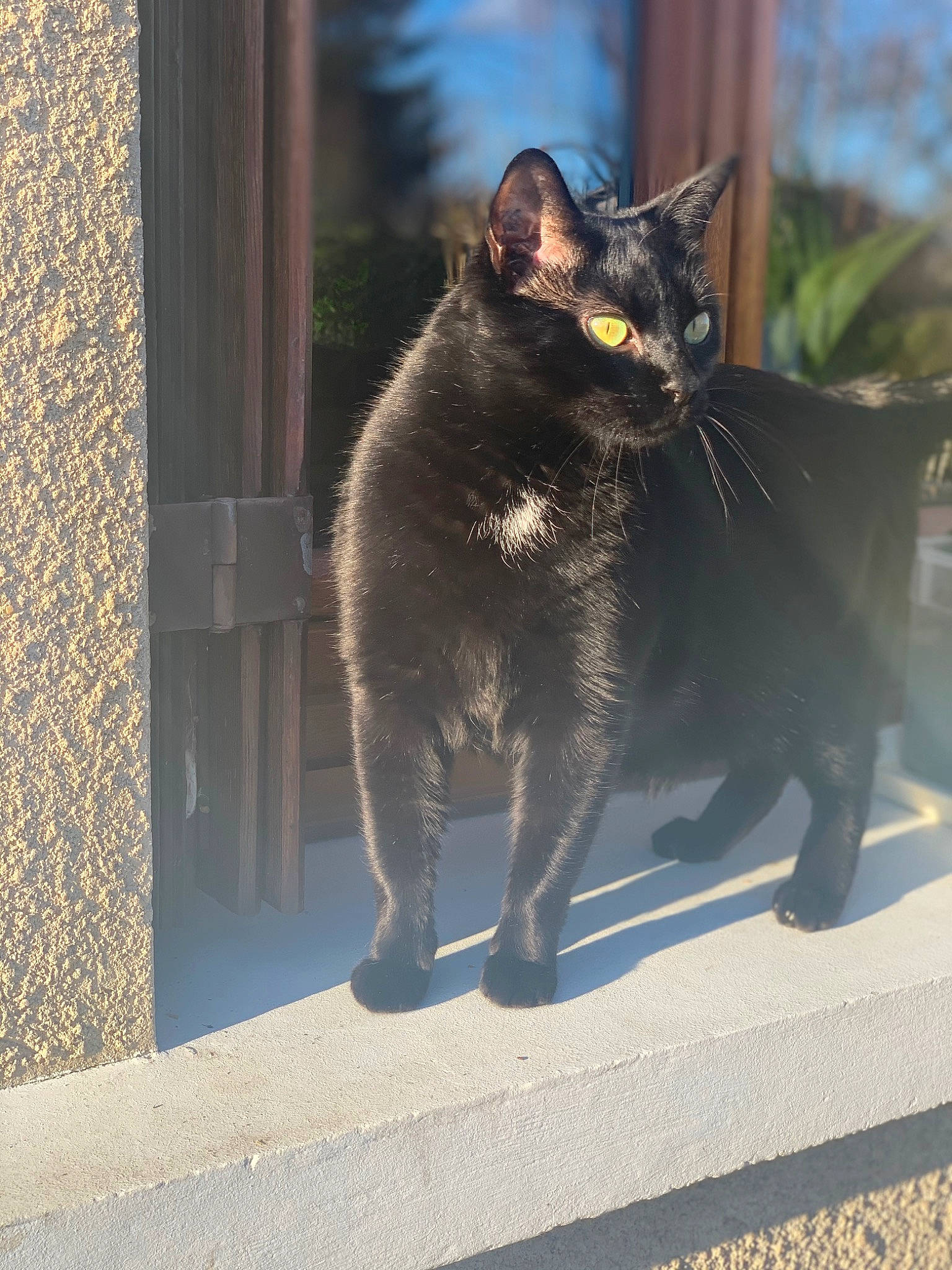 Vador participe au concours pour gagner de l'argent avec cette photo : art, asphalt, black_cat, bombay, carnivore, cat, domestic_short_haired_cat, felidae, fur, grey, road_surface, shadow, small_to_medium_sized_cats, snout, tail, terrestrial_animal, tints_and_shades, tree, whiskers, window