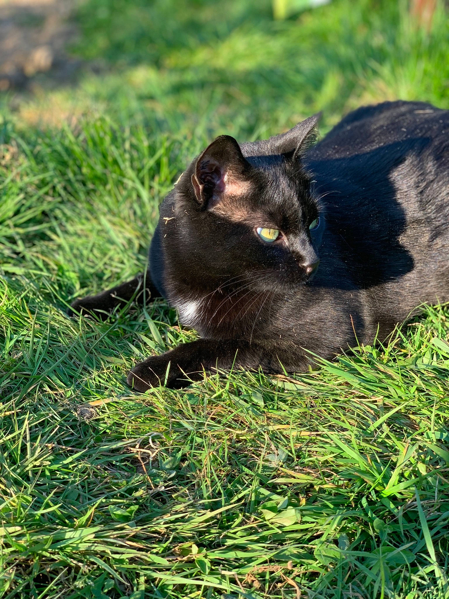 Vador participe au concours pour gagner de l'argent avec cette photo : black_cat, carnivore, cat, felidae, grass, green, plant, small_to_medium_sized_cats, whiskers, wildlife
