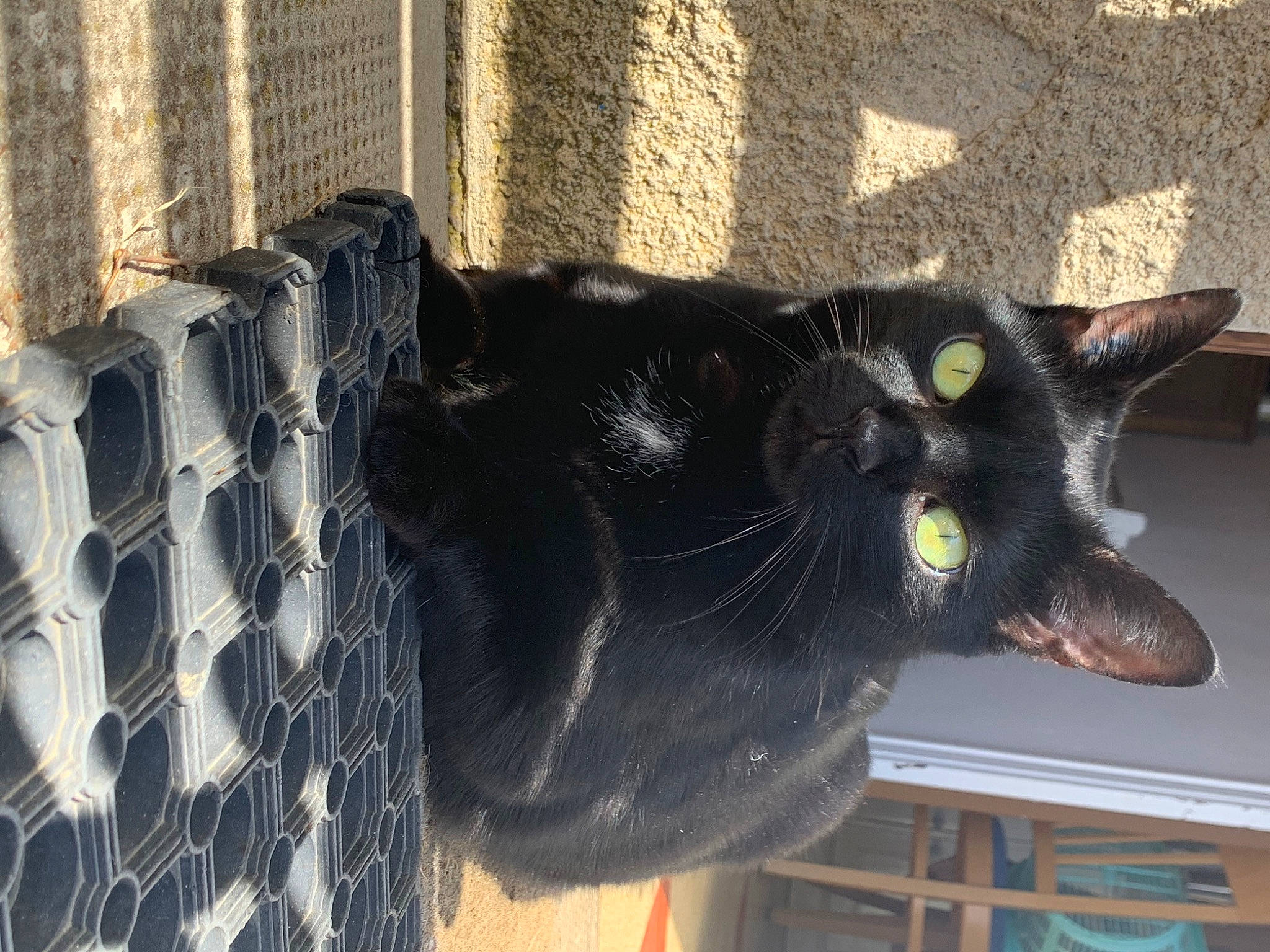 Vador a rejoint le concours — aidez-le/la à gagner de superbes lots ! automotive_tire, black_cat, bombay, carnivore, cat, domestic_short_haired_cat, felidae, fur, grey, pattern, shelf, small_to_medium_sized_cats, snout, tail, terrestrial_animal, tread, whiskers, window