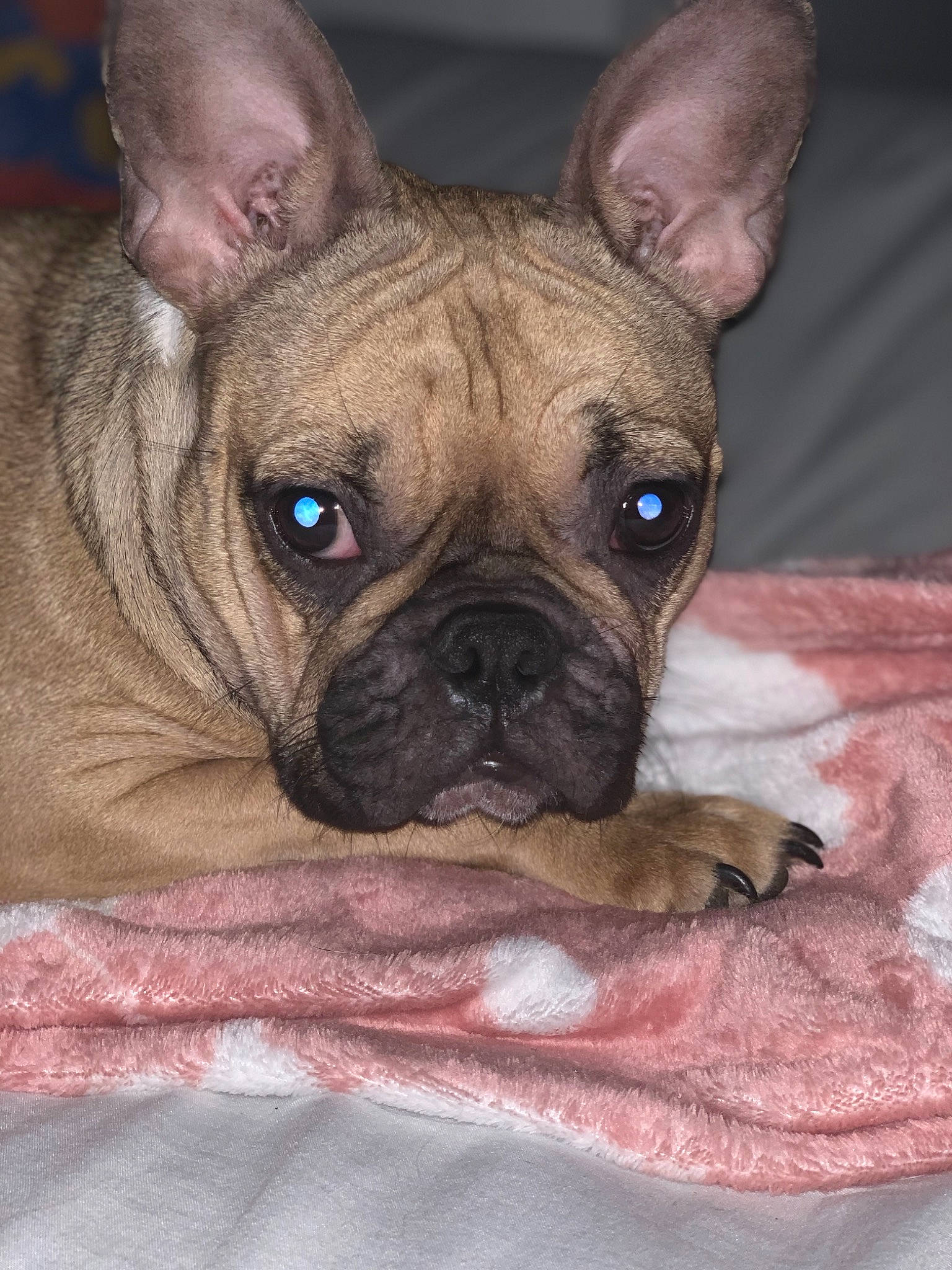 Naia a rejoint le concours — aidez-le/la à gagner de superbes lots ! bulldog, canidae, carnivore, companion_dog, dog, dog_breed, eye, fawn, french_bulldog, mammal, non_sporting_group, nose, puppy, rare_breed_dog, skin, snout, toy_bulldog, vertebrate, whiskers, wrinkle