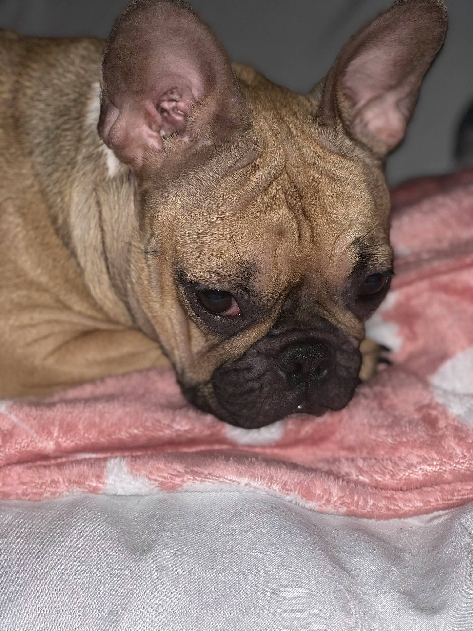 Naia participe au concours pour gagner de l'argent avec cette photo : bulldog, canidae, carnivore, companion_dog, dog, dog_breed, ear, fawn, french_bulldog, mammal, non_sporting_group, old_english_bulldog, puppy, skin, snout, toy_bulldog, vertebrate, whiskers, wrinkle