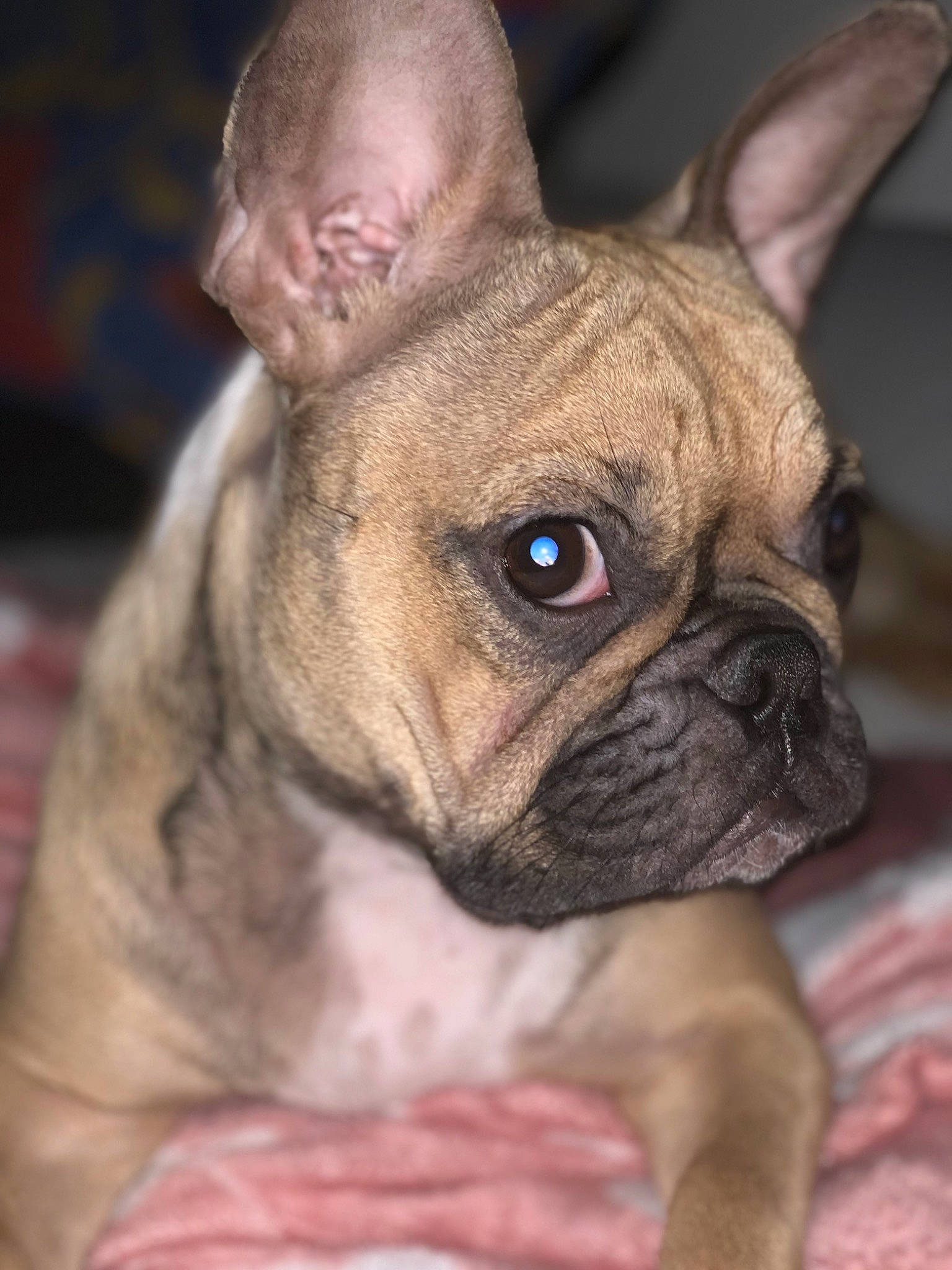 Naia participe au concours pour gagner de l'argent avec cette photo : bulldog, canidae, carnivore, companion_dog, dog, dog_breed, fawn, french_bulldog, mammal, molosser, non_sporting_group, old_english_bulldog, olde_english_bulldogge, puppy, rare_breed_dog, skin, snout, toy_bulldog, vertebrate, wrinkle