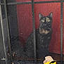 animal, black_cat, cat, curious_cat, daylight, drink_cup, fast_food, fence, food_container, mesh_screen, metal_gate, outdoor, paper_bag, pet, red_background, sidewalk, street, urban, window_screen, yellow_label