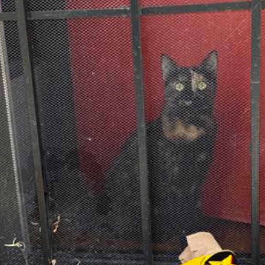 Nala is registered to the contest to win money with this photo: animal, black_cat, cat, curious_cat, daylight, drink_cup, fast_food, fence, food_container, mesh_screen, metal_gate, outdoor, paper_bag, pet, red_background, sidewalk, street, urban, window_screen, yellow_label