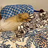 Boomer joined the competition — help win amazing prizes! dog, pomeranian, blanket, patterned_blanket, fluffy, small_dog, indoor, cozy, resting, fur, bed, comfort, soft_texture, blue, brown, white, animal, pet, relaxation, home