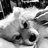 Boomer is registered to the contest to win money with this photo: dog, pet, animal, furry, cozy, blanket, hand, indoor, black_and_white, close_up, cute, relaxed, fur, face, nostalgic, fan, home, comfort, domestic, companion