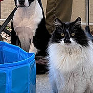 Sheba is registered to the contest to win money with this photo: animal, black_and_white, blue_pool, cat, collapsible_pool, concrete_floor, dog, ears, face, fluffy_cat, fur, looking, outdoor, pants, person, pet, pet_toy, purple_toy, seated, toy