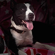 Panda is registered to the contest to win money with this photo: animal, black_and_white, blanket, canine, collar, dog, ears, face, fur, happy, indoor, nose, patterned_blanket, paw, pet, pink, portrait, relaxed, seated, tongue_out
