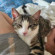 Ozzy joined the competition — help win amazing prizes! cat, tabby, white_markings, pet, indoor, lap, relaxed, sleepy, feline, fur, whiskers, pink_nose, claws, bedroom, quilt, bedding, human_leg, comfort, closeup, animal