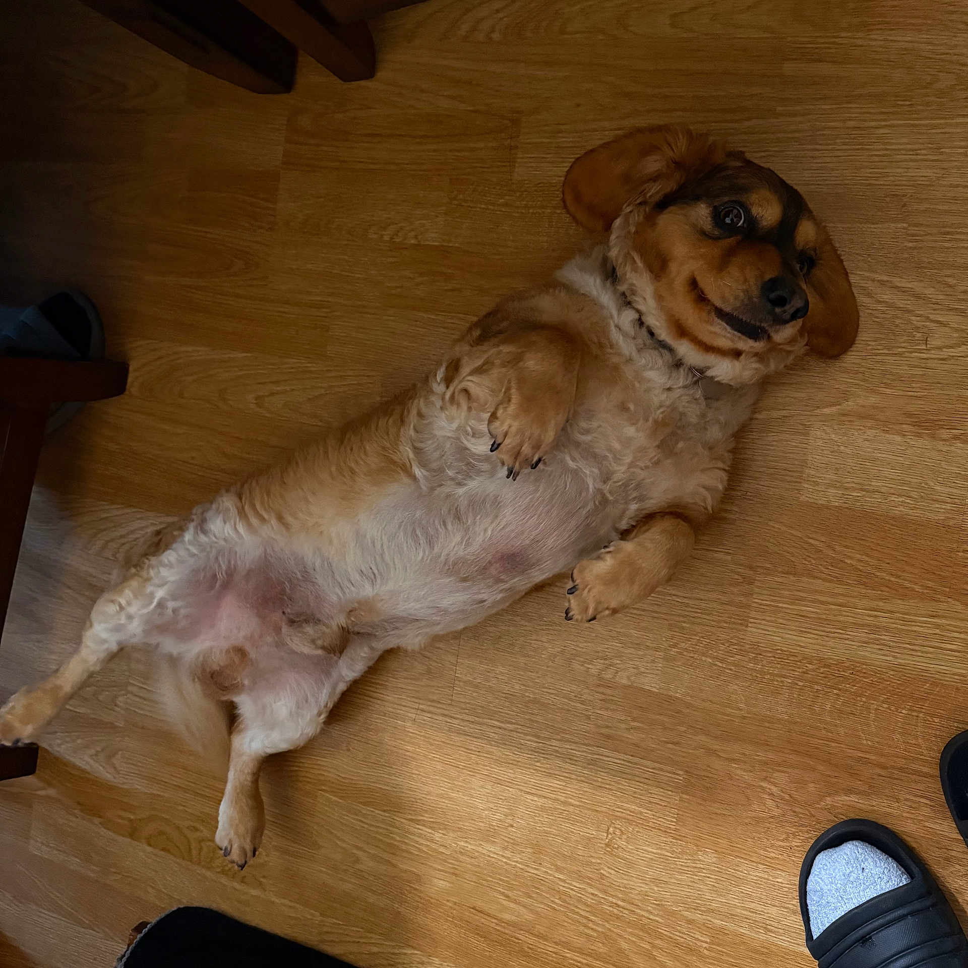 Bochoi joined the competition — help win amazing prizes! animal, brown, canine, companion, cute, dog, domestic_animal, ear, flooring, fluffy, furniture_leg, happy, indoor, lying_down, paw, pet, relaxed, resting, slippers, wooden_floor