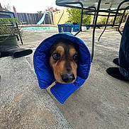 Bochoi joined the competition — help win amazing prizes! backyard, blue_jacket, boots, canine, concrete, curious, daylight, dog, face, fence, garden, jacket_sleeve, outdoor, person_legs, pet, plant, pool, recycling_bin, slide, table