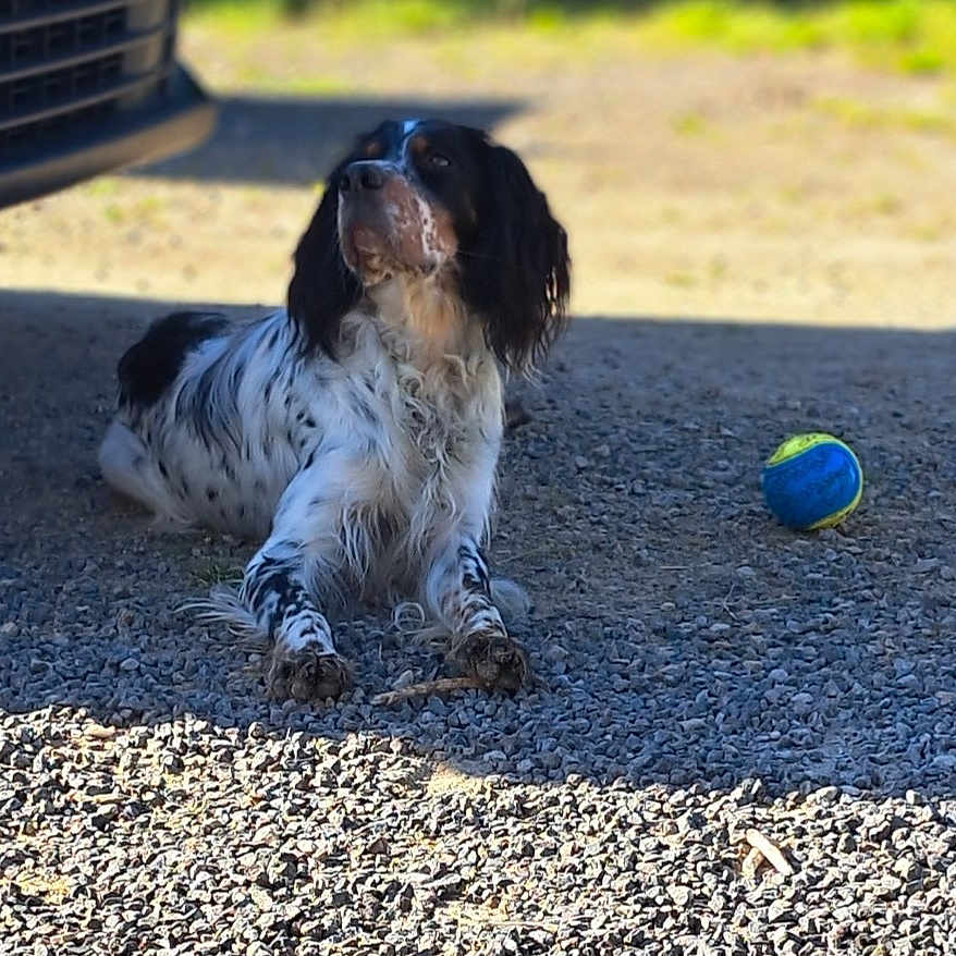 Uris participe au concours pour gagner de l'argent avec cette photo : animal, ball, canine, cockerspaniel, dog, football, gravel, papillon, pebble, pet, puppy, road, rock, soccer, soccerball, sphere, sport, tarmac, tennis, tennisball