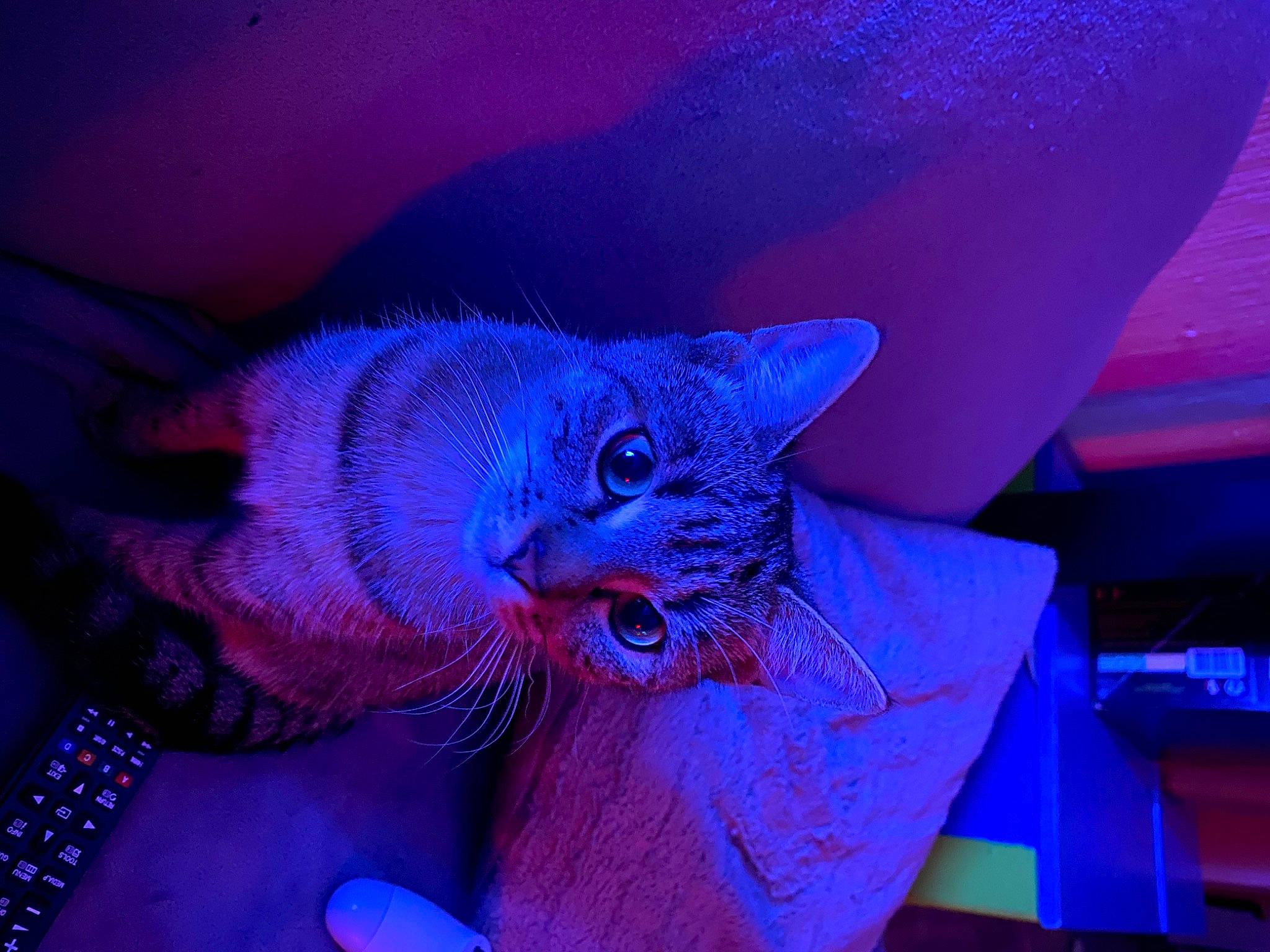 Freya participe au concours pour gagner de l'argent avec cette photo : art, blue, carnivore, cat, electric_blue, event, felidae, fur, magenta, metal, pattern, purple, sculpture, small_to_medium_sized_cats, snout, statue, tail, violet, visual_arts, whiskers