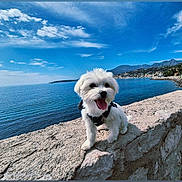 Missy participe au concours pour gagner de l'argent avec cette photo : dog, white_dog, puppy, outdoor, seaside, rock, stone, water, sky, cloud, mountain, coast, happy, tongue_out, pet, nature, sunny, landscape, scenic, leash