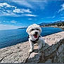 dog, white_dog, puppy, outdoor, seaside, rock, stone, water, sky, cloud, mountain, coast, happy, tongue_out, pet, nature, sunny, landscape, scenic, leash