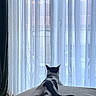 Aïko participe au concours pour gagner de l'argent avec cette photo : cat, black_and_white, bed, curtains, indoor, relaxed, stretching, window, daylight, feline, pet, domestic_animal, resting, calm, quiet, home, soft_light, texture, back_view, animal
