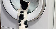 Aïko participe au concours pour gagner de l'argent avec cette photo : cat, kitten, washing_machine, laundry, soap_bubbles, sneaker, floor, white, black_and_white, curious, indoors, home, appliance, pet, standing, tail, fur, cleaning, reflection, glass