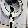 cat, kitten, washing_machine, laundry, soap_bubbles, sneaker, floor, white, black_and_white, curious, indoors, home, appliance, pet, standing, tail, fur, cleaning, reflection, glass