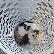 Opal Ernestine is registered to the contest to win money with this photo: cat, calico_cat, laundry_basket, white_basket, pet, animal, indoor, curious, cozy, fur, carpet, floor, hole_pattern, resting, cute, domestic_cat, looking_up, circular_pattern, fluffy, relaxed
