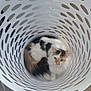 cat, calico_cat, laundry_basket, white_basket, pet, animal, indoor, curious, cozy, fur, carpet, floor, hole_pattern, resting, cute, domestic_cat, looking_up, circular_pattern, fluffy, relaxed
