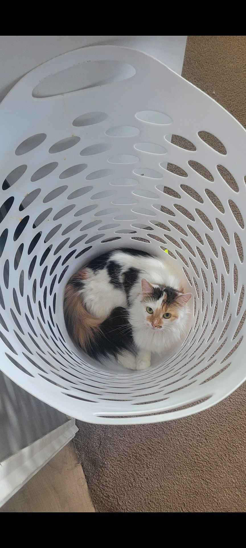 Opal Ernestine is registered to the contest to win money with this photo: cat, calico_cat, laundry_basket, white_basket, pet, animal, indoor, curious, cozy, fur, carpet, floor, hole_pattern, resting, cute, domestic_cat, looking_up, circular_pattern, fluffy, relaxed