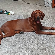 Little Ann is registered to the contest to win money with this photo: dog, brown_dog, carpet, indoor, toy, fan, floor, relaxed, pet, animal, home, wooden_door, basket, stacked_clothes, room, resting, tongue_out, canine, fur, domestic